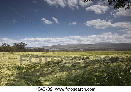Stock Image - A Field Of Tall Grass Blowing In The Wind; Northumberland England. Fotosearch