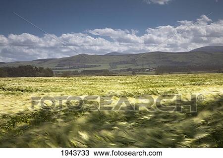 A Field Of Tall Grass Blowing In The Wind; Northumberland England View Large Photo Image Stock Image - A Field Of Tall Grass Blowing In The Wind; Northumberland England. Fotosearch