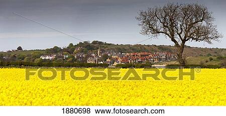 A Field Of Yellow Flowers Beside A Village; Alnsmouth, Northumberland, England View Large Photo Image Stock Photo - A Field Of Yellow Flowers Beside A Village; Alnsmouth, Northumberland, England. Fotosearch
