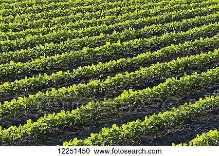 Stock Image - A field of young soybean plants at sunset in central Iowa; Iowa, United States of America. Fotosearch