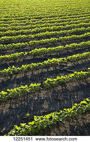 Stock Image - A field of young soybean plants at sunset in central Iowa; Iowa, United States of America. Fotosearch