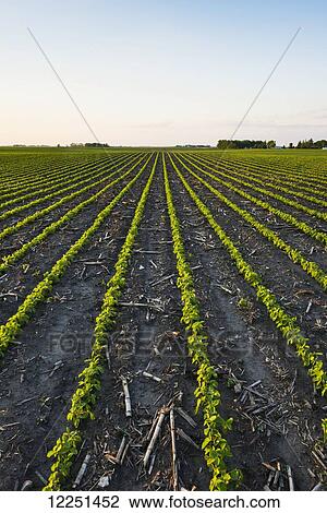Stock Image - A field of young soybean plants in central Iowa showing corn stubble between the rows from last year's crop; Iowa, United States of America. Fotosearch
