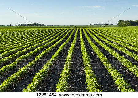 Picture - A field of young soybean plants showing corn stalks (residue) between the rows from last years crop in central Iowa; Iowa, United States of America. Fotosearch