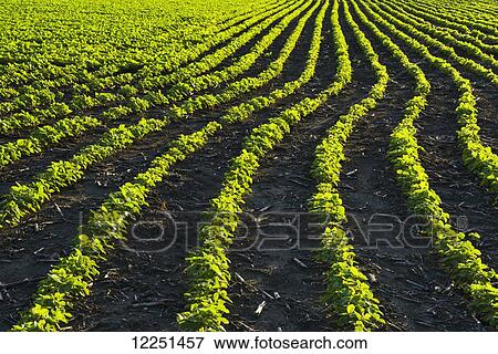 Stock Photo - A field of young soybean plants showing corn stalks (residue) between the rows from last years crop in central Iowa; Iowa, United States of America. Fotosearch