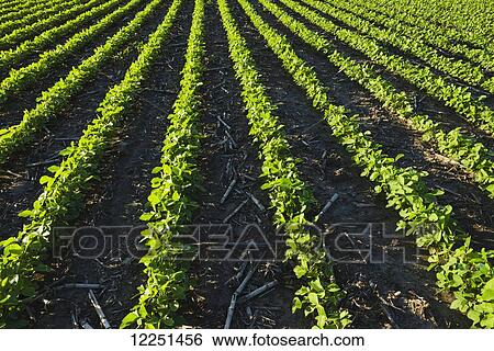 Stock Photograph - A field of young soybean plants showing corn stalks (residue) between the rows from last years crop in central Iowa; Iowa, United States of America. Fotosearch