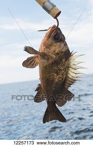 Stock Image - A fish caught on the end of a hook; Skeena-Queen Charlotte, British Columbia, Canada. Fotosearch