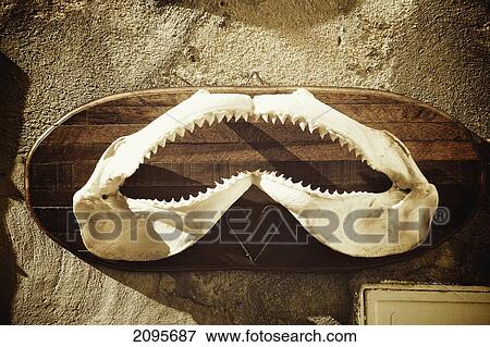 Stock Photo - A Fish Jaw With Teeth Mounted On A Board Hanging On The Wall; Cannes Provence France. Fotosearch