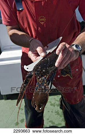 Stock Image - A fisherman checks the carapace (shell) length and size of a lobster landed off the coast near Solva harbour. Pembrokeshire. Wales. UK.. Fotosearch