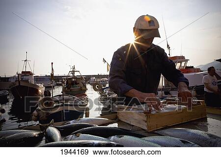 Stock Photo - A Fisherman Packing Fish Into A Wooden Crate; Camogli Liguria Italy. Fotosearch