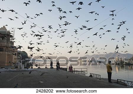 Stock Image - A flock of bird flying over the waterfront at the river's edge; Udaipur, India. Fotosearch