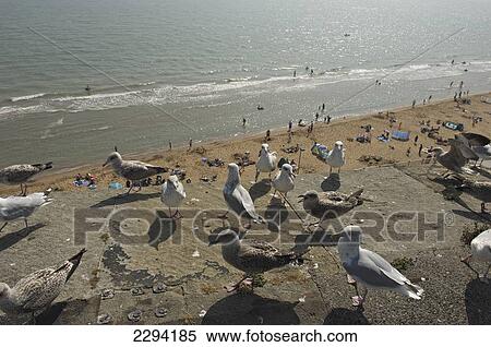 Stock Photography - A flock of Herring gulls (Larus argentatus) at the seaside with holiday makers on the beach below; Ramsgate, Thanet, Kent, England. Fotosearch