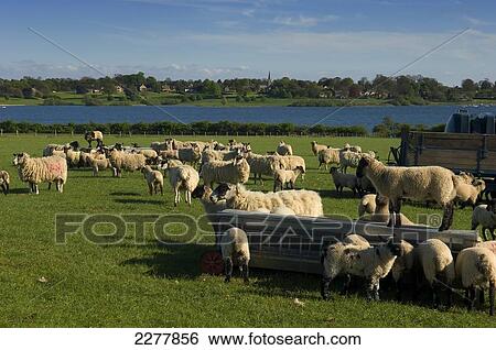 Stock Photograph - A flock of sheep at Rutland Water, one of the largest man-made reservoirs in Europe; Rutland, Leicestershire, England. Fotosearch