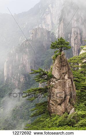 Stock Image - A Flower Blooming on a Brush Tip formation in the North Sea Scenic area, Mount Huangshan, Anhui, China. Fotosearch
