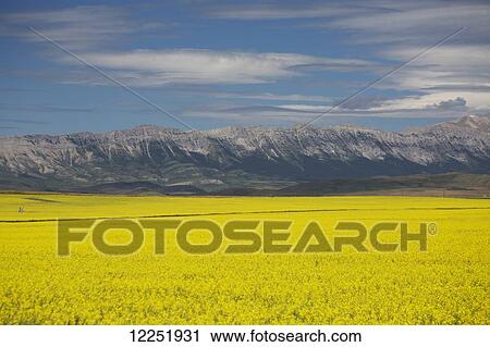Stock Image - A flowering canola field with rolling hills and mountain range in the background and blue sky and clouds; Pincher Creek, Alberta, Canada. Fotosearch
