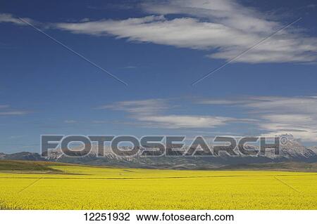A flowering canola field with rolling hills and mountain range in the background and blue sky and clouds; Pincher Creek, Alberta, Canada View Large Photo Image Stock Image - A flowering canola field with rolling hills and mountain range in the background and blue sky and clouds; Pincher Creek, Alberta, Canada. Fotosearch