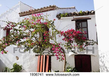 Stock Image - A Flowering Tree Outside The Old Castle; Castillar De La Frontera Andalucia Spain. Fotosearch