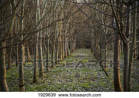 Stock Photo - A footpath through rows of planted woodland; Vale Of The White Horse, Oxfordshire, England. Fotosearch