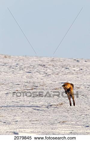 A Fox Leaps Into The Air Hunting For Mice, Dempster Highway, Yukon. View Large Photo Image Stock Photography - A Fox Leaps Into The Air Hunting For Mice, Dempster Highway, Yukon.. Fotosearch