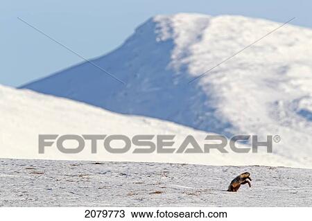 Stock Image - A Fox Plunges Headfirst Into The Snow Hunting For Mice, Dempster Highway, Yukon.. Fotosearch