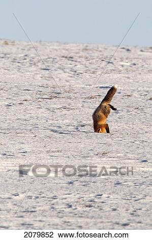 Stock Image - A Fox Plunges Headfirst Into The Snow Hunting For Mice, Dempster Highway, Yukon.. Fotosearch