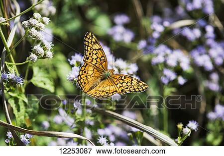 A Fritillary Buttterfly (Euptoieta claudia) rests on the flowers; Tahlequah, Oklahoma, United States of America View Large Photo Image Stock Photo - A Fritillary Buttterfly (Euptoieta claudia) rests on the flowers; Tahlequah, Oklahoma, United States of America. Fotosearch