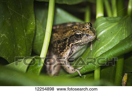 Stock Photo - A frog perches on wapato leaves; Astoria, Oregon, United States of America. Fotosearch
