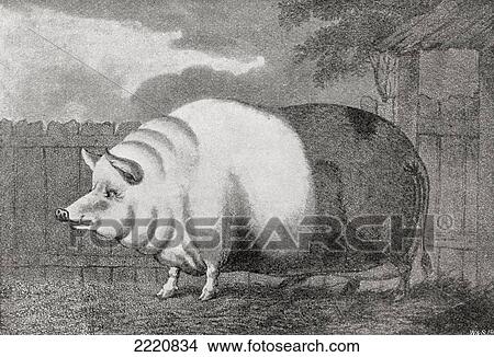 Picture - A Giant Hog Belonging To Mr Charles Butler In 1797, It Measured 8Ft. In Length, 3Ft. 7Ãƒâ€šÃ‚Â½ Ins. High And Weighed 811 Lbs. From The Strand Magazine Published 1897.. Fotosearch