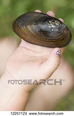 A girl holds a mussell found in Williamson Lake; Revelstoke, British Columbia, Canada View Large Photo Image Stock Image - A girl holds a mussell found in Williamson Lake; Revelstoke, British Columbia, Canada. Fotosearch
