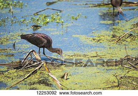 Stock Image - A Glossy Ibis (Plegadis falcinellus) searches for prey in a marsh; Vian, Oklahoma, United States of America. Fotosearch