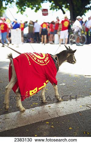 Stock Image - A goat wearing a t-shirt at an anti-GMO Rally; Kauai, Hawaii, United States of America. Fotosearch