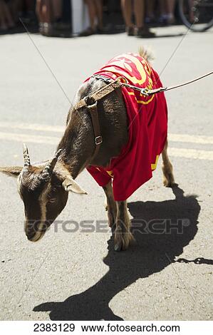 Stock Photo - A goat wearing a t-shirt at an anti-GMO Rally; Kauai, Hawaii, United States of America. Fotosearch