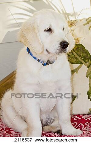 Stock Photo - A Golden Retriever puppy sitting indoors.. Fotosearch