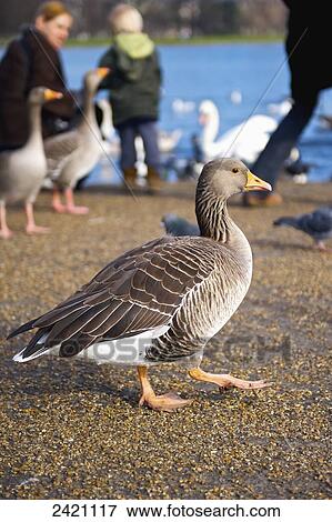 Stock Photo - A goose walks on the shore at the water's edge of the Serpentine, Kensington Gardens; London, England. Fotosearch