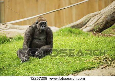 A gorilla at the Calgary Zoo; Calgary, Alberta, Canada View Large Photo Image Stock Photo - A gorilla at the Calgary Zoo; Calgary, Alberta, Canada. Fotosearch