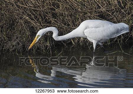 Stock Image - A Great Egret (Ardea alba) stalks small fish; Ridgefield, Washington, United States of America. Fotosearch