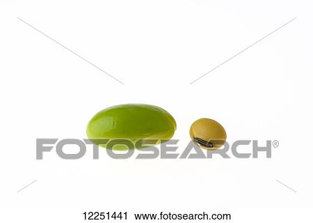 A green edamame soybean and a grain quality dried soybean on white background View Large Photo Image Stock Image - A green edamame soybean and a grain quality dried soybean on white background. Fotosearch