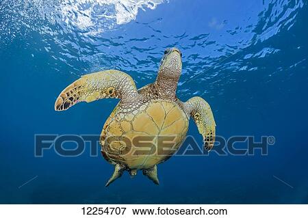 A green sea turtle (Chelonia mydas), an endangered species, makes it's way to the surface for a breath; Maui, Hawaii, United States of America View Large Photo Image Stock Photo - A green sea turtle (Chelonia mydas), an endangered species, makes it's way to the surface for a breath; Maui, Hawaii, United States of America. Fotosearch