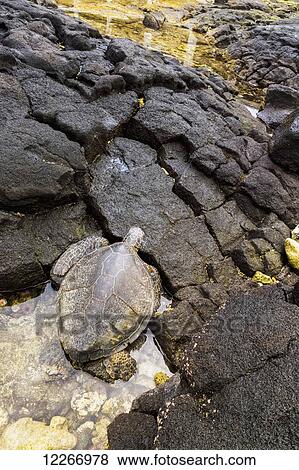 Stock Photo - A green sea turtle (Chelonia mydas) climbs onto the rocks from a tide pool; Kona, Island of Hawaii, Hawaii, United States of America. Fotosearch