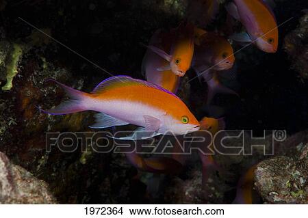 Picture - A Group Of Biclor Anthia (Pseudanthias Bicolor) Fish.. Fotosearch