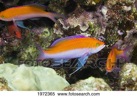 A Group Of Biclor Anthia (Pseudanthias Bicolor) Fish. View Large Photo Image Stock Photography - A Group Of Biclor Anthia (Pseudanthias Bicolor) Fish.. Fotosearch
