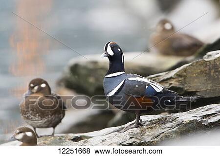 A group of harlequin ducks (Histrionicus histrionicus) with one male; Valdez, Alaska, United States of America View Large Photo Image Stock Photo - A group of harlequin ducks (Histrionicus histrionicus) with one male; Valdez, Alaska, United States of America. Fotosearch