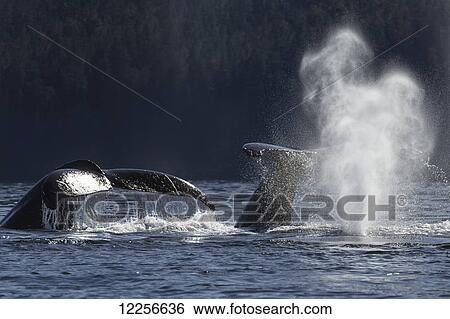 Stock Photograph - A group of Humpback Whales feed along the forested shoreline of Admiralty Island in the calm waters of the Stephens Passage near Tracy Arm, Southeast Alaska, USA.. Fotosearch
