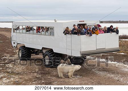 Picture - A Group Of Tourist In The Back Of A Tundra Vehicle Watching And Photographing A Polar Bear; Churchill Manitoba Canada. Fotosearch