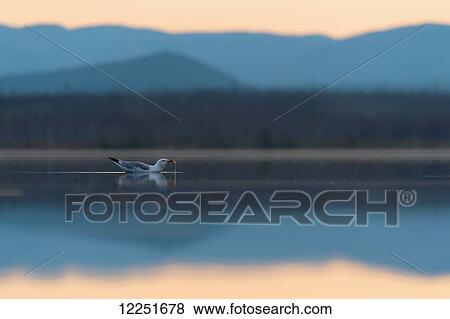 Stock Photo - A gull (Larus occidentalis) dipping water at Salmon Lake; Carmacks, Yukon, Canada. Fotosearch