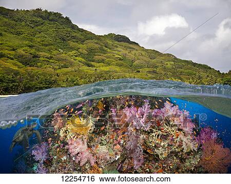 A half above, half below look at a Fijian reef with alconarian and gorgonian coral and a green sea turtle (Chelonia mydas); Fiji View Large Photo Image Stock Photograph - A half above, half below look at a Fijian reef with alconarian and gorgonian coral and a green sea turtle (Chelonia mydas); Fiji. Fotosearch