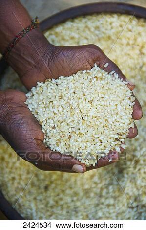 Picture - A handful of rice; Ulpotha, Embogama, Sri Lanka. Fotosearch