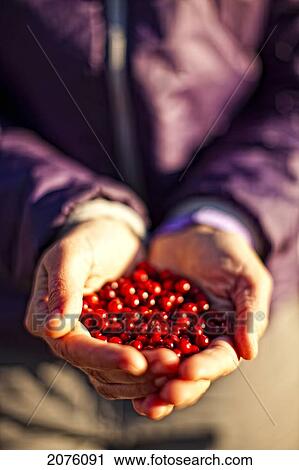 A Handful Of Wild Cranberries After A Night Of Picking; Yukon Canada View Large Photo Image Stock Image - A Handful Of Wild Cranberries After A Night Of Picking; Yukon Canada. Fotosearch