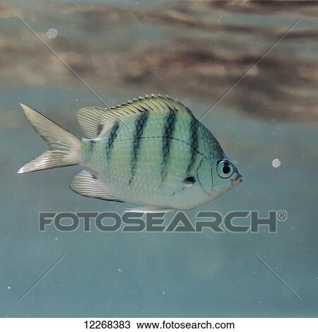 Stock Image - A Hawaiian Sargeant (Abudefduf abdominalis) approaching a food item just below the sea surface, which was photographed while snorkeling at Ala Moana Park; Oahu Island, Hawaii, United States of America. Fotosearch