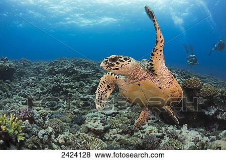 A hawksbill turtle (Eretmochelys imbricata) at Turtle Alley; Island of Kandavu, Fiji View Large Photo Image Stock Photo - A hawksbill turtle (Eretmochelys imbricata) at Turtle Alley; Island of Kandavu, Fiji. Fotosearch