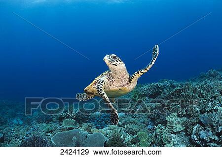 A hawksbill turtle (Eretmochelys imbricata) at Turtle Alley; Island of Kandavu, Fiji View Large Photo Image Stock Photo - A hawksbill turtle (Eretmochelys imbricata) at Turtle Alley; Island of Kandavu, Fiji. Fotosearch